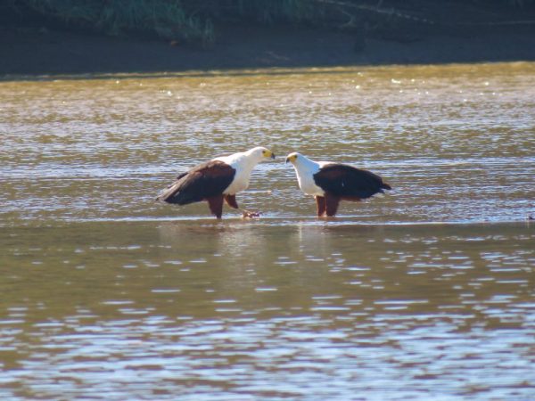 The breeding pair of Fish Eagles on the Umzimkulu River