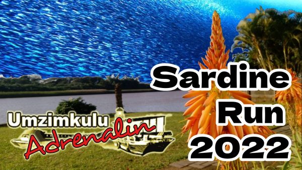 Sardine Run 2022 sardines