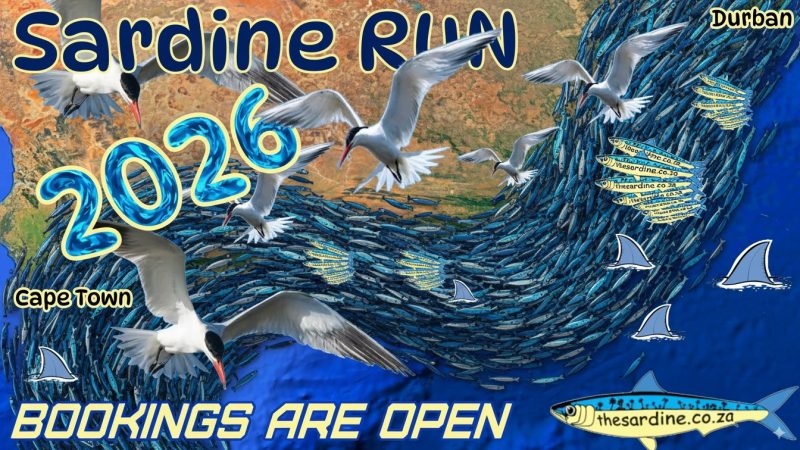 2026 Sardine Run Bookings Now Open