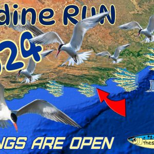 Sardine Run 2024 Daily