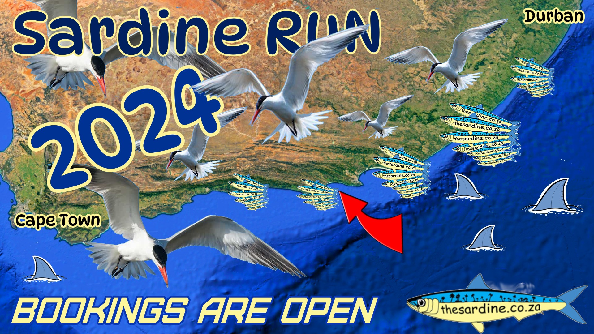 Read more about the article Bookings open for 2024 Sardine Run
